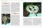 Preview: Boa constrictor